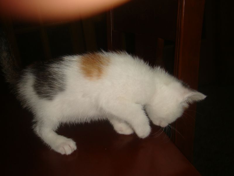 乌啦啦~谁来把我领回家?【6.24出生可爱小猫