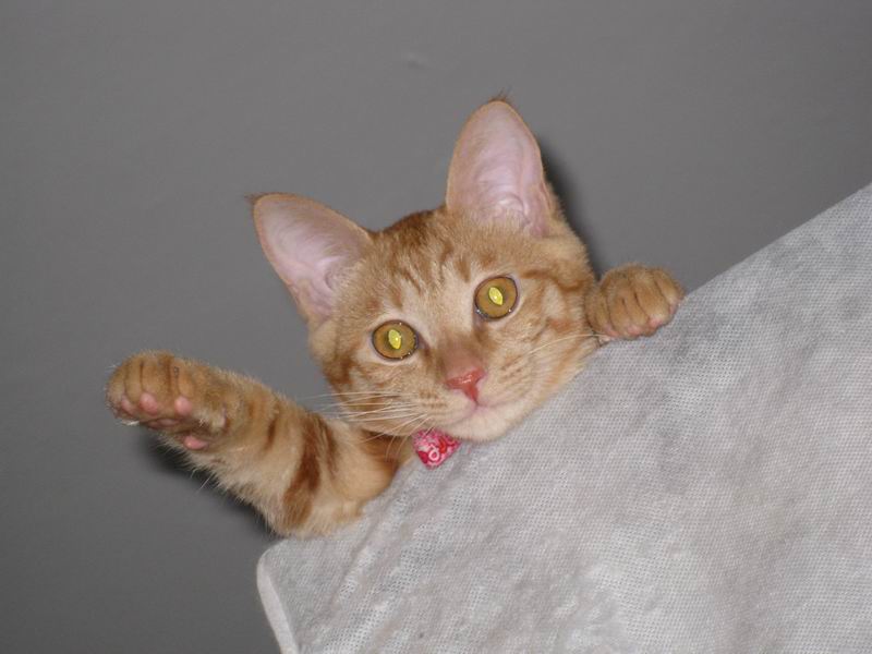 相依为命的CC小美女,麻麻很爱很爱你!-家有宠