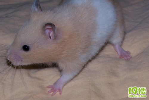 免费送金丝熊(仓鼠)已送出-花鸟鱼虫-居家生活-杭州19楼