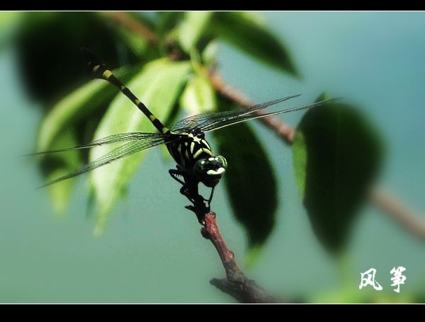 蜻蜓侠-19摄区-杭州19楼