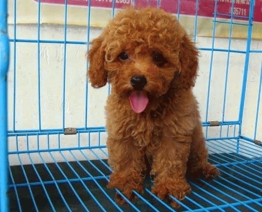 家养狗 出售贵宾宝宝两个半月 价格+我QQ或电