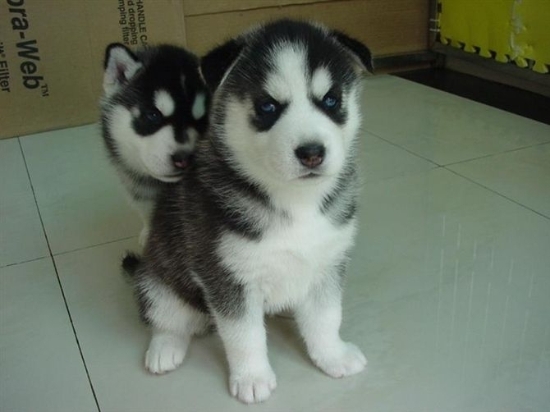 家养狗宝宝出售、替它们找新主人-宠物相关交易区-杭州19楼