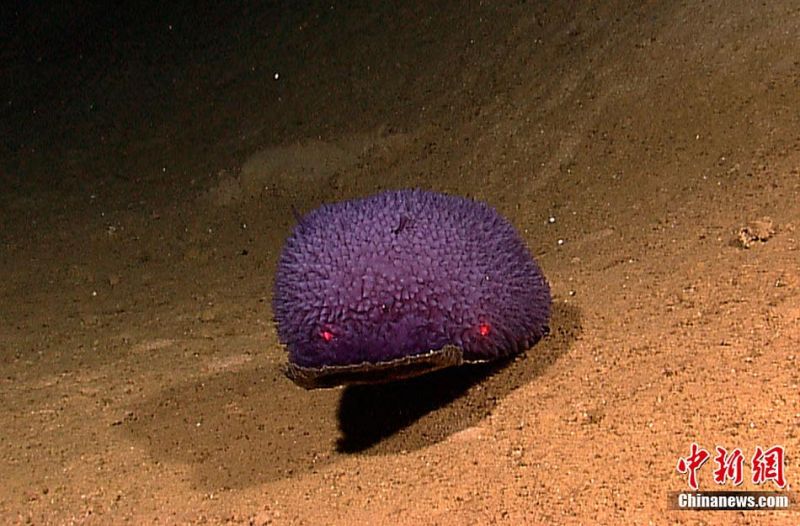 水下机器人勘测海底火山发现新物种-养眼搞笑