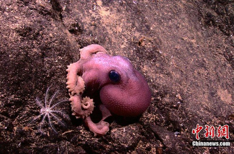 水下机器人勘测海底火山发现新物种-养眼搞笑