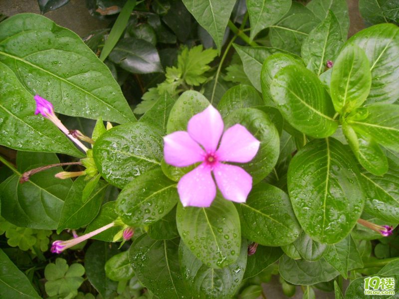 小花小草-花鸟鱼虫-居家生活-杭州19楼