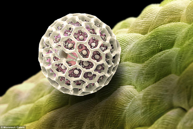 电子扫描显微镜下的花粉美妙图