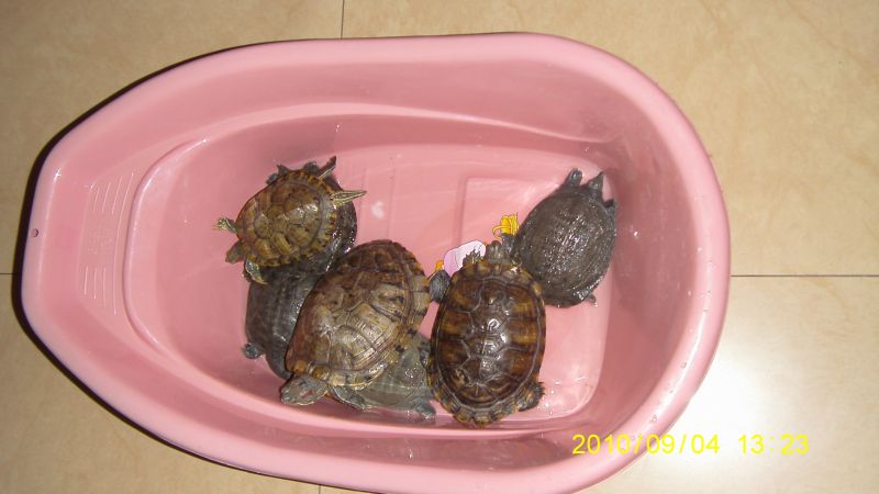 当乌龟遇上王八-家有宠物-杭州19楼