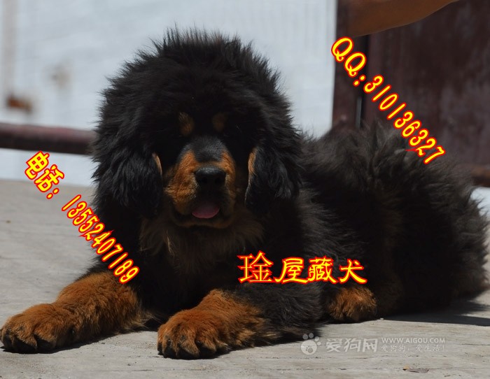 藏獒传奇-舍我其谁-王者风范