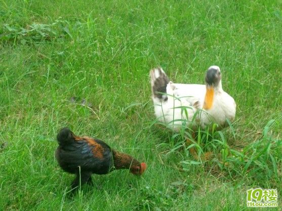 窗外的小鸡鸡和小鸭鸭们。更新一下自己的观点