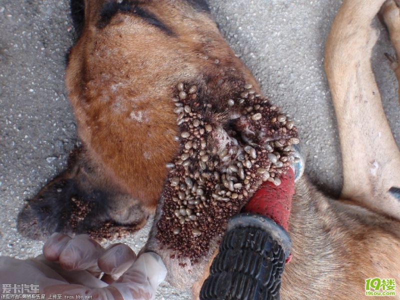 儿童不宜图片!90%的人不论男女看了一定有反