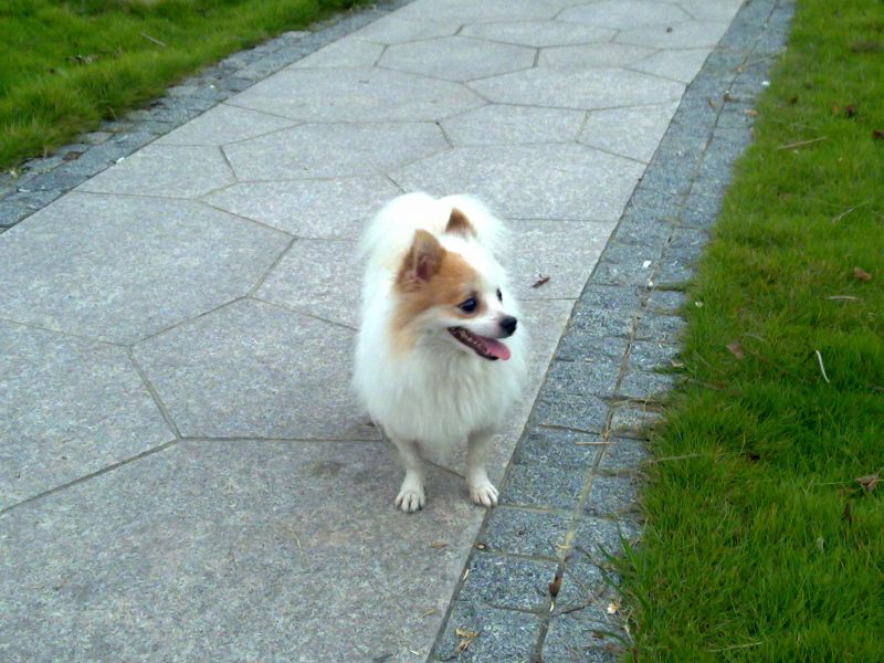 意大利狐狸狗找老婆