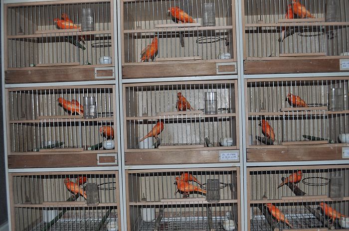 2010年新出生的芙蓉鸟(金丝雀)-家有宠物-杭州