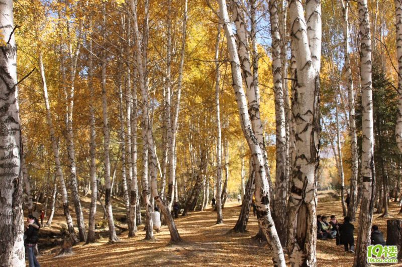 2010金秋新疆 喀纳斯 禾木 四日游游记!图片多