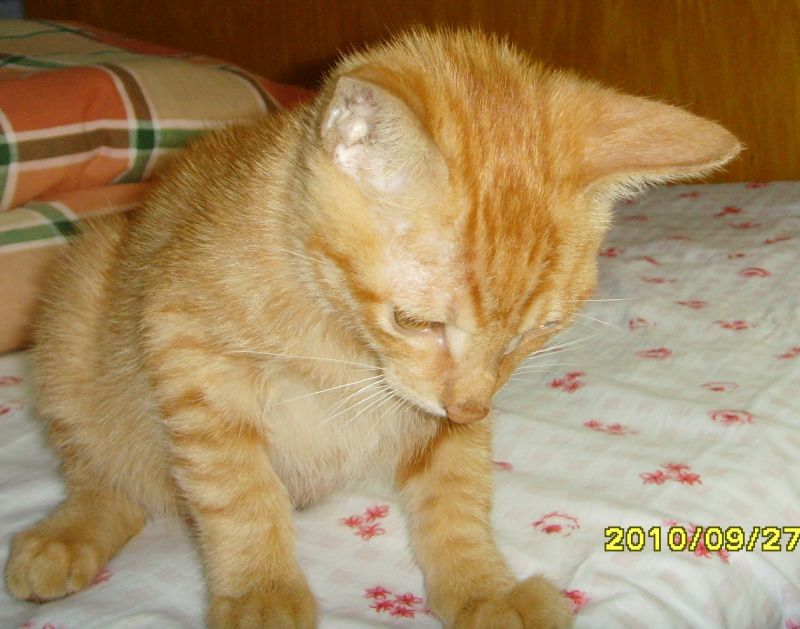 求助:如何教猫猫用猫砂盖便便-家有宠物-杭州1