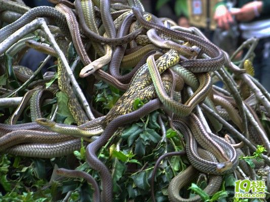 吉林惊现蛇群逛马路 黑压压碾死千余条(图)-转