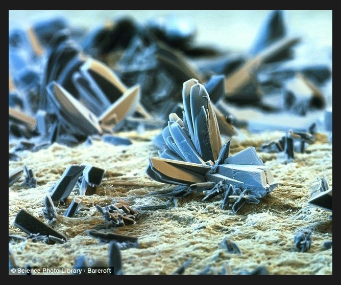 转:英国摄影师展示显微镜头下的世界-19摄区-杭