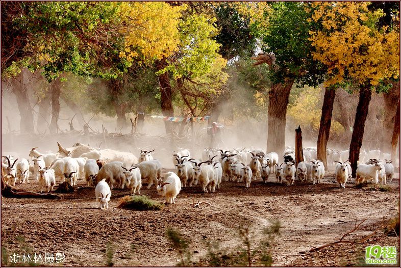 内蒙. 额济纳. 美丽的胡杨林-活动-19楼7086车友