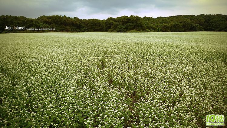 Jeju Island...ݍu... ˼_