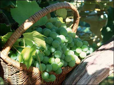 <em>杭州</em>亚健康调理---中医<em>看头发</em> 知晓内脏健康-养