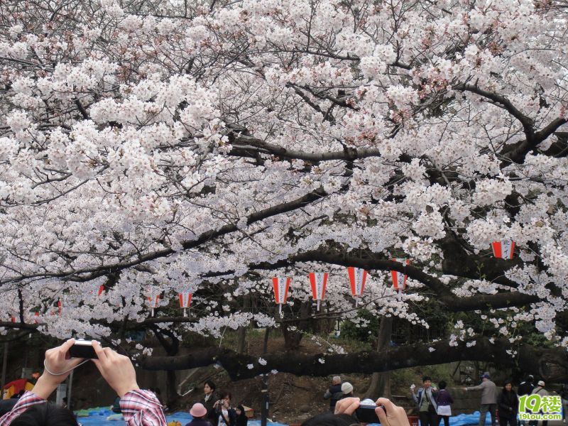 四月日本浪漫樱花游记~大量照片上传,更新中-