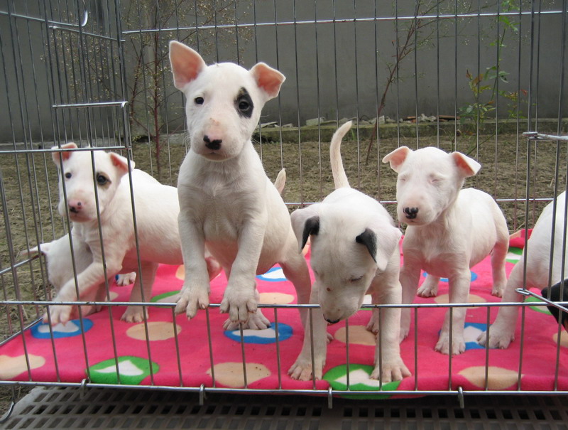 【海盗眼牛头梗】~~感谢杭州电视台为牛头梗