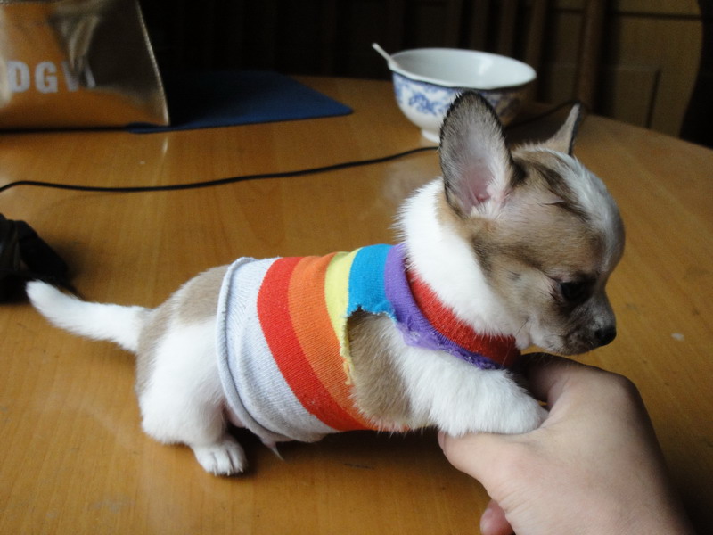 别以为<em>穿</em>了<em>马甲</em>就<em>不认识</em>你了.-宠物相关交易区