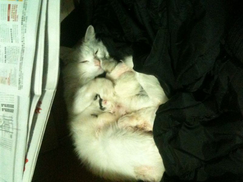 路边捡的流浪猫怀孕了,生了4只小猫,找爸爸妈