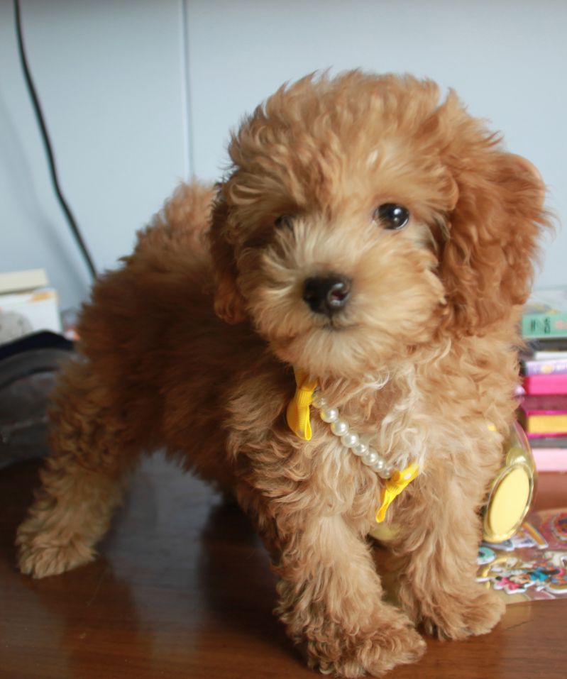 香槟色泰迪找新bbmm-宠物相关交易区-杭州19