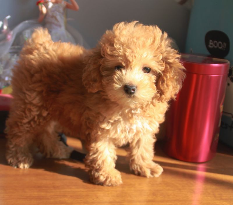 香槟色泰迪找新bbmm