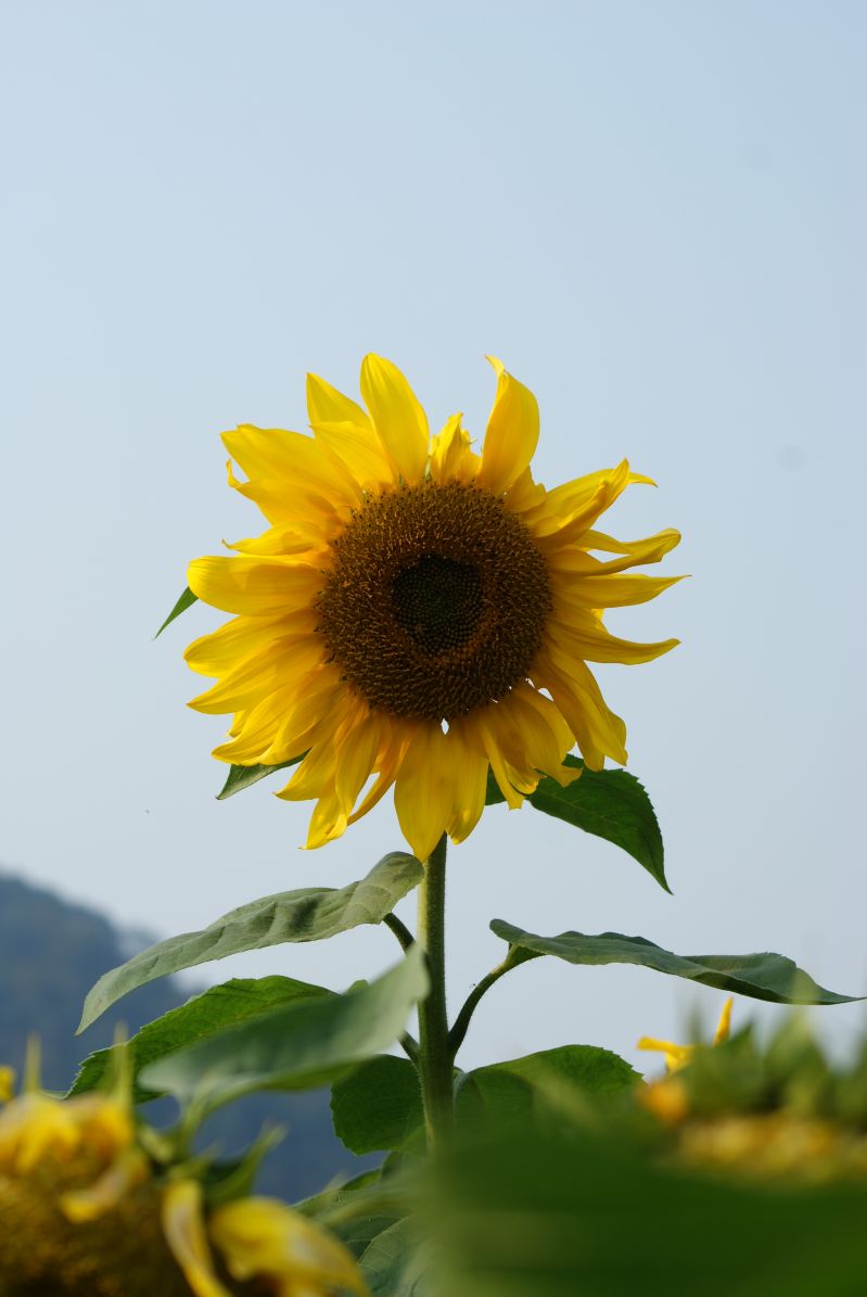 我眼中的你--抓拍档之未P by 米夏-19摄区-杭州