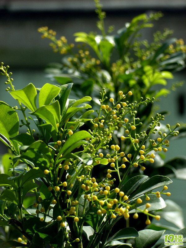 艳阳高照,天气暖和,我家的米兰又开了。-花鸟鱼