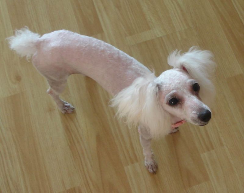 三岁白贵美眉找帅哥啦~~-爱宠分享-家有宠物-