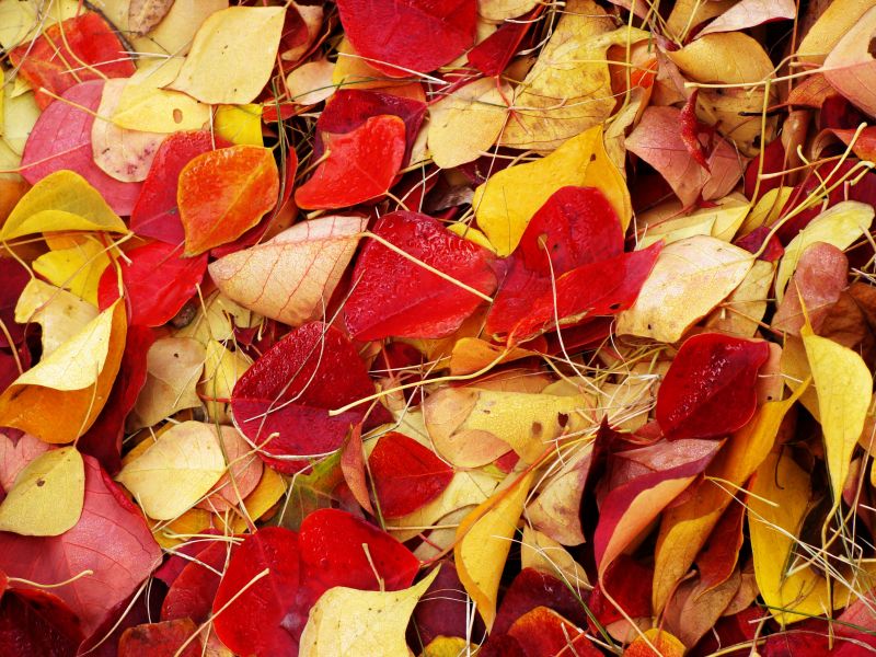 落叶不是无情物 飘落草地仍鲜妍-19摄区-杭州1