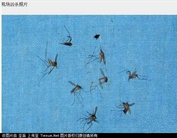慘案:8名空姐裸死屋內(nèi)，其中一名遭肢解！圖