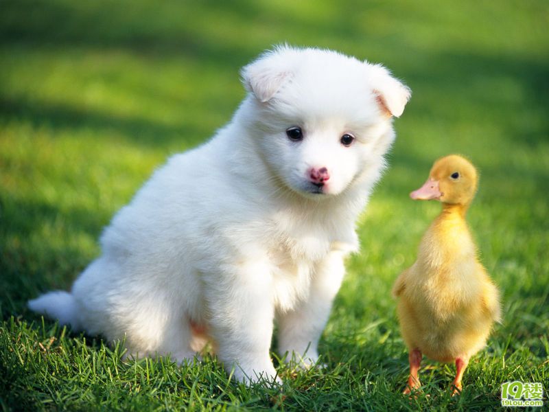 谁知道这是什么品种的狗狗?