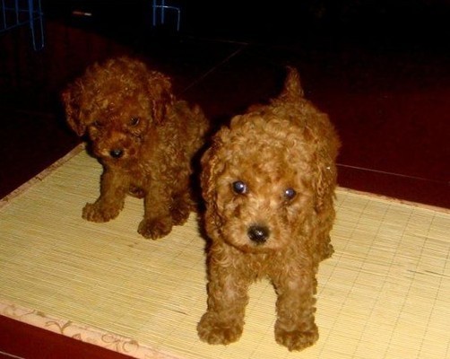 自养贵宾1窝4公1母出来晒太阳!这个圣诞节不孤