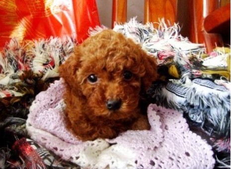 自养贵宾1窝4公1母出来晒太阳!这个圣诞节不孤