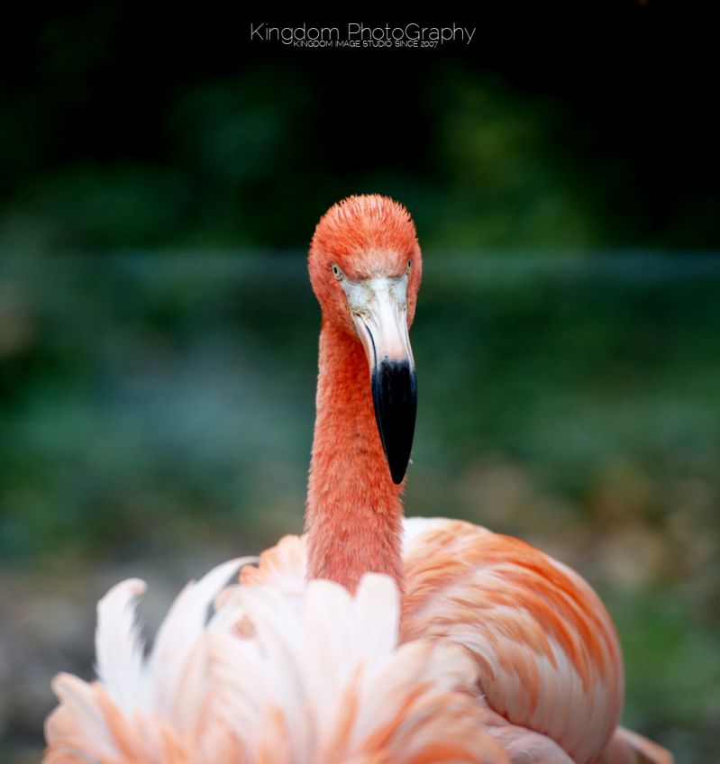 阔别已久的动物园-19摄区-杭州19楼