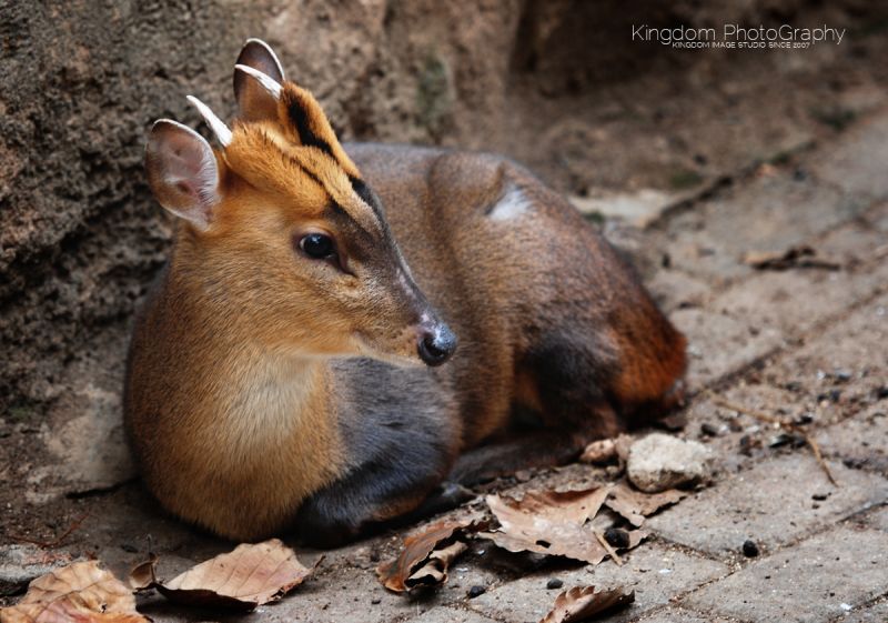 阔别已久的动物园-19摄区-杭州19楼