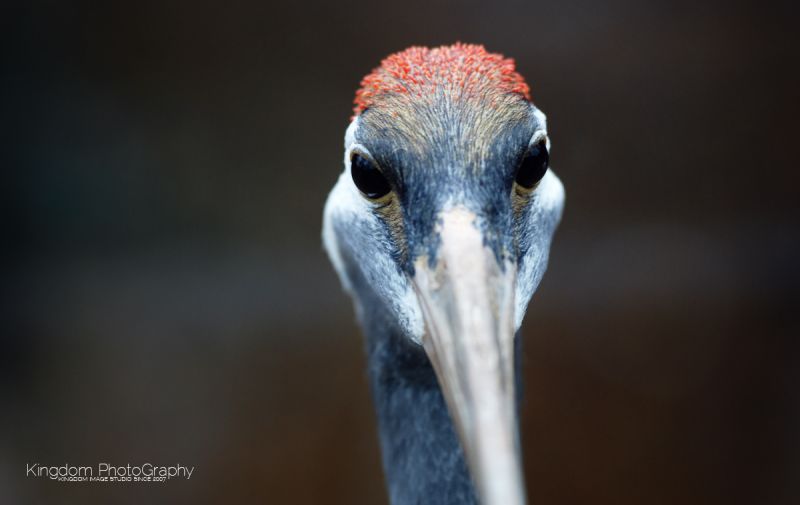 阔别已久的动物园-19摄区-杭州19楼