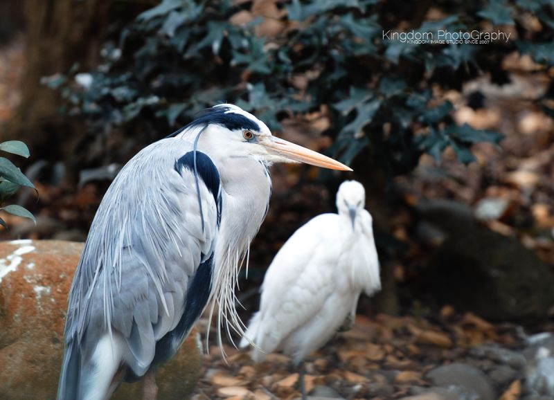 阔别已久的动物园-19摄区-杭州19楼
