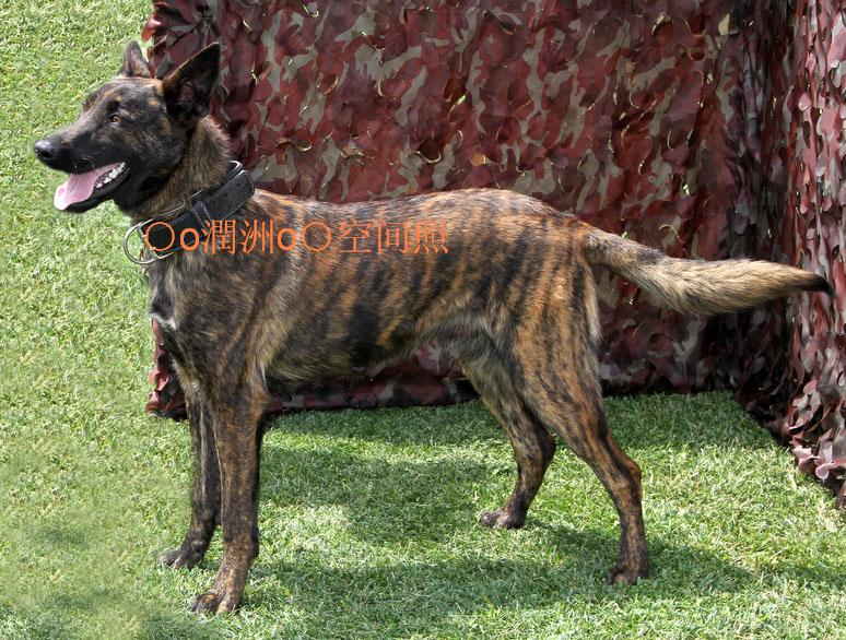 ****《《世界顶尖的护卫犬--荷兰牧羊犬
