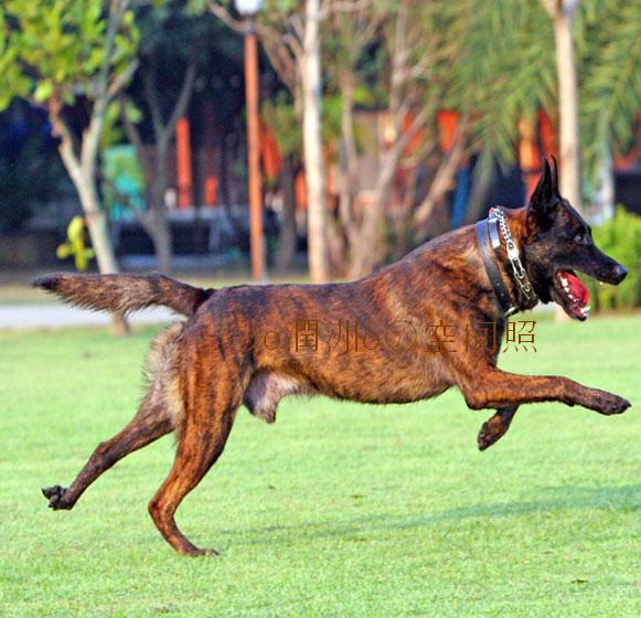 ****《《世界顶尖的护卫犬--荷兰牧羊犬