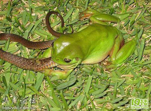 蛇吃蛇青蛙吃蛇奇观(组图)-转贴之王-杭州19楼