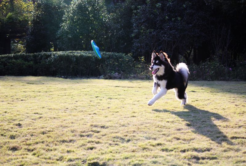 杭州有没有宠物训练学校啊-家有宠物-杭州19楼