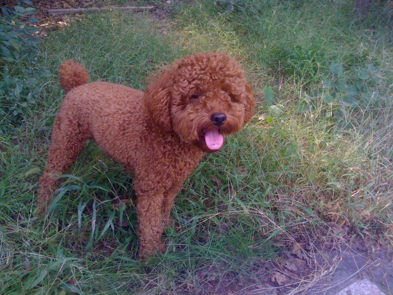 跪求急寻我家孩子---红色迷你泰迪贵宾