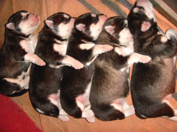 批发零售萨摩耶犬 阿拉斯加雪橇犬 哈士奇,金毛