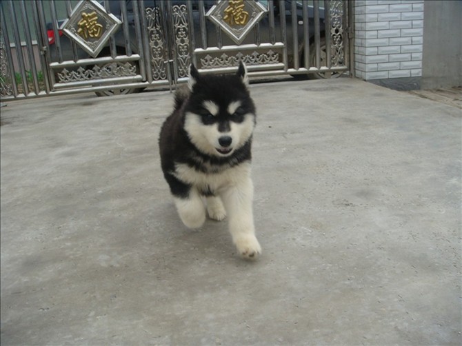 批发零售萨摩耶犬 阿拉斯加雪橇犬 哈士奇,金毛