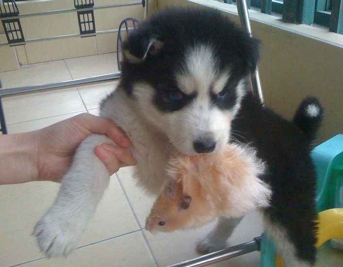 小哈生病了5天不吃饭拉稀又呕吐~不去宠物医