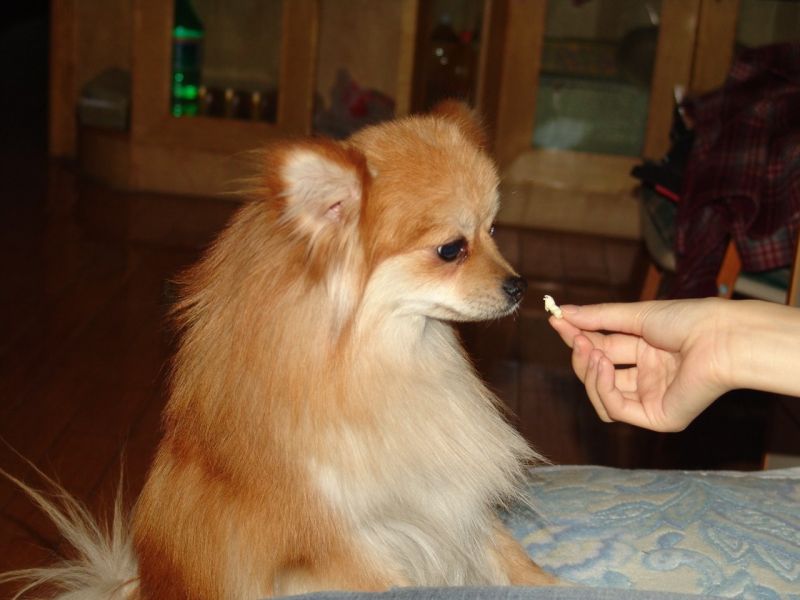 小尝,求购黄色博美\/狐狸犬-家有宠物-杭州19楼